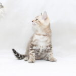 Prada-male-bengal-cat-puppy-for-sale-1 (3)