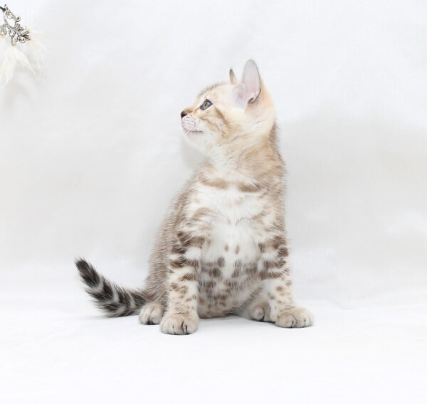Prada Bengal