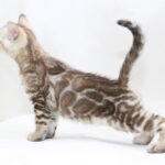 Prada-male-bengal-cat-puppy-for-sale-1 (4)