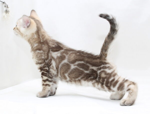 Prada Bengal