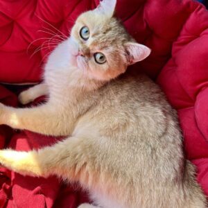 Rahil British Shorthair