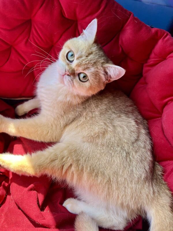 Rahil British Shorthair