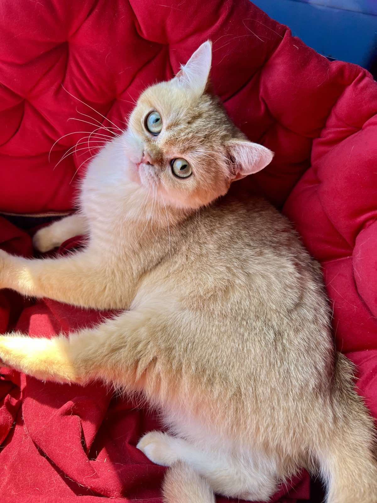 Rahil British Shorthair