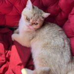 Rahil-female-British-Shorthair-cat-puppy-for-sale-1 (2)