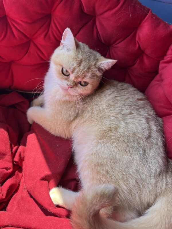 Rahil British Shorthair
