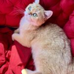 Rahil-female-British-Shorthair-cat-puppy-for-sale-1 (3)