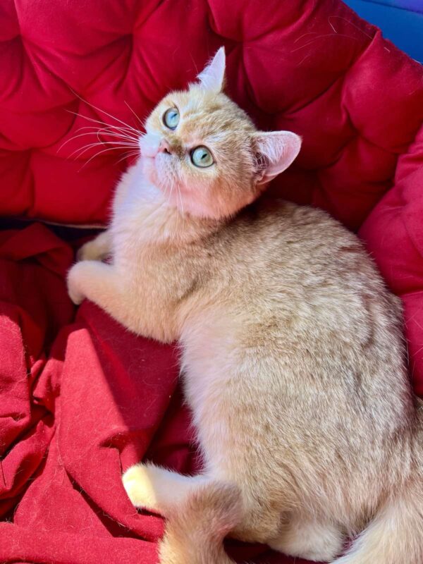 Rahil British Shorthair