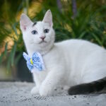 Riccardo-male-munchkin-cat-puppy-for-sale-1 (1)