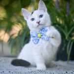 Riccardo-male-munchkin-cat-puppy-for-sale-1 (2)