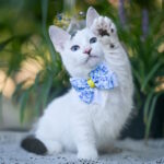 Riccardo-male-munchkin-cat-puppy-for-sale-1 (3)