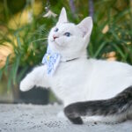 Riccardo-male-munchkin-cat-puppy-for-sale-1 (4)