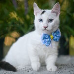 Riccardo-male-munchkin-cat-puppy-for-sale-1 (5)