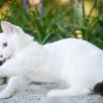 Riccardo-male-munchkin-cat-puppy-for-sale-1 (6)
