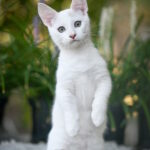 Ronaldini-male-munchkin-cat-puppy-for-sale-1 (1)