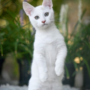 Ronaldini Munchkin