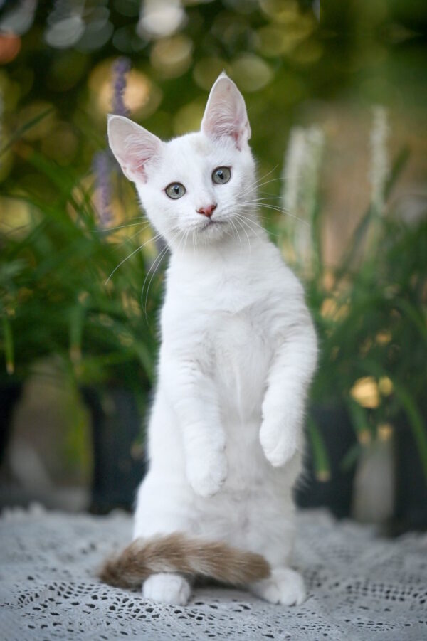 Ronaldini Munchkin