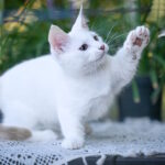 Ronaldini-male-munchkin-cat-puppy-for-sale-1 (2)