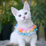Ronaldini-male-munchkin-cat-puppy-for-sale-1 (3)