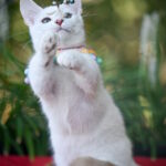 Ronaldini-male-munchkin-cat-puppy-for-sale-1 (5)