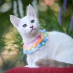 Ronaldini-male-munchkin-cat-puppy-for-sale-1 (6)