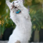Ronaldini-male-munchkin-cat-puppy-for-sale-1 (7)