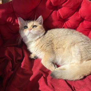 Rosa British Shorthair