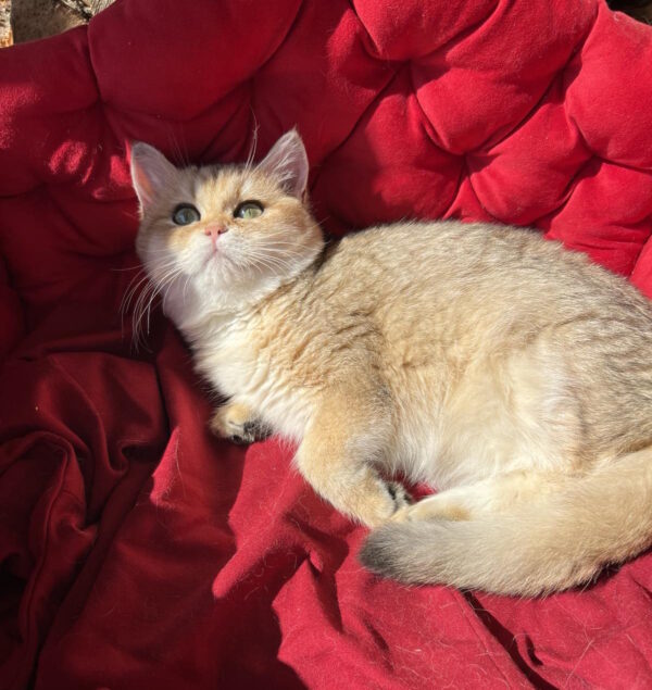Rosa British Shorthair