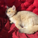 Rosa-female-British-Shorthair-cat-puppy-for-sale-1 (2)