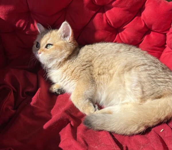 Rosa British Shorthair