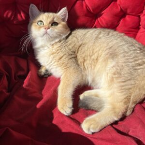 Rosa British Shorthair