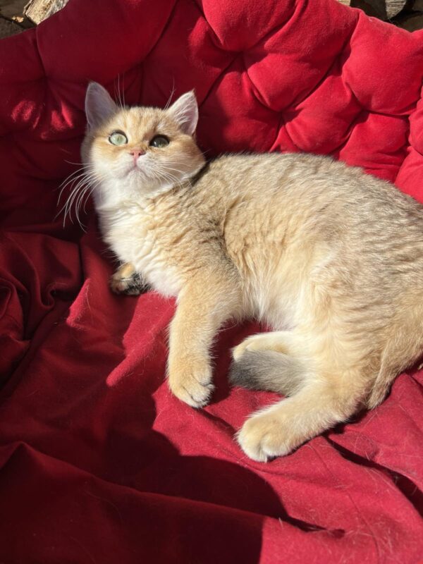 Rosa British Shorthair