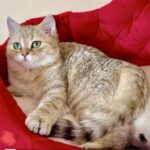 Roxanne-female-British-Shorthair-cat-puppy-for-sale-1 (1)