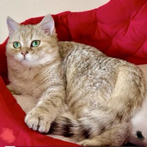 Roxanne British Shorthair