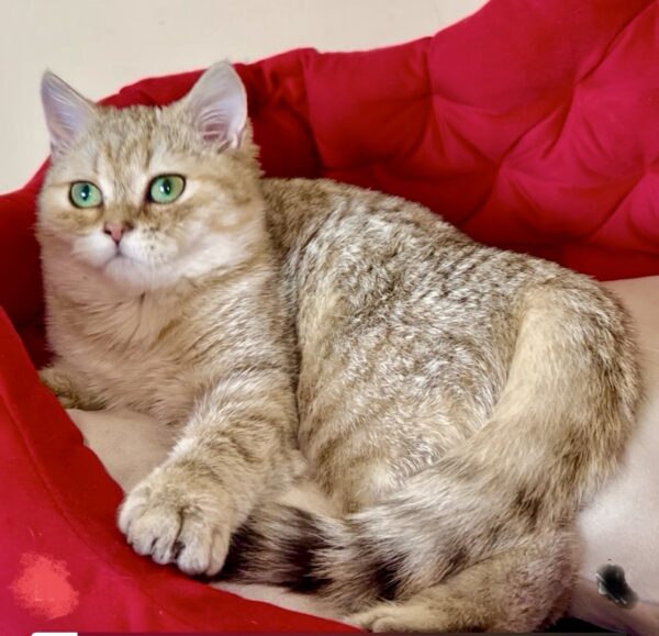 Roxanne British Shorthair