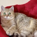Roxanne-female-British-Shorthair-cat-puppy-for-sale-1 (2)