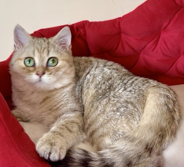 Roxanne British Shorthair