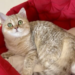 Roxanne British Shorthair