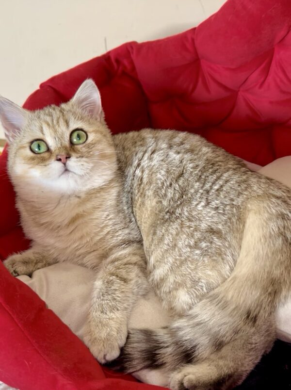 Roxanne British Shorthair