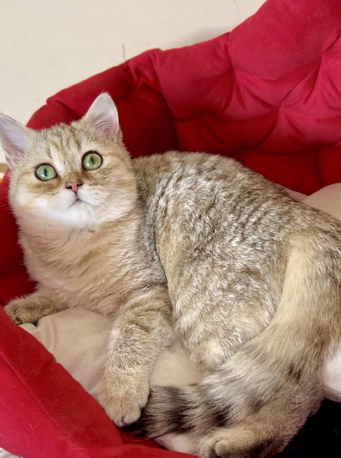 Roxanne British Shorthair