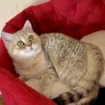 Roxanne-female-British-Shorthair-cat-puppy-for-sale-1 (4)