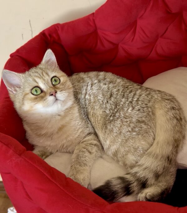 Roxanne British Shorthair