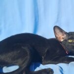 Sandy-female-Oriental-cat-puppy-for-sale-1 (1)