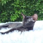 Sandy-female-Oriental-cat-puppy-for-sale-1 (2)
