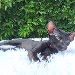 Sandy-female-Oriental-cat-puppy-for-sale-1 (4)