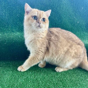 Sani British Shorthair