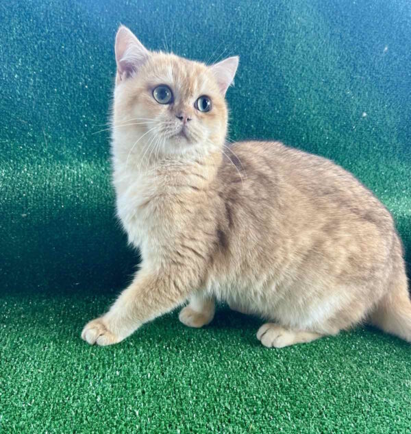 Sani British Shorthair