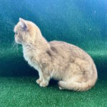 Sani-male-British-Shorthair-cat-puppy-for-sale-1 (2)