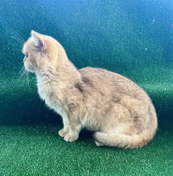 Sani British Shorthair