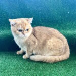 Sani-male-British-Shorthair-cat-puppy-for-sale-1 (3)