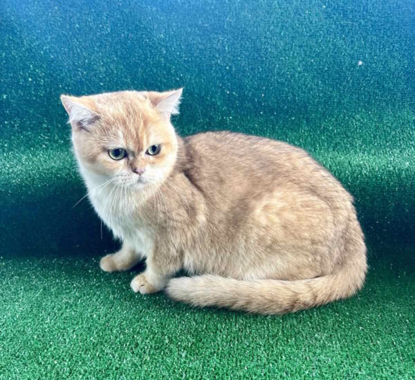 Sani British Shorthair